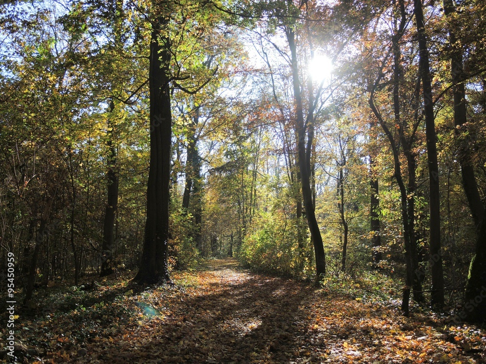 Obraz premium Waldweg im Herbst