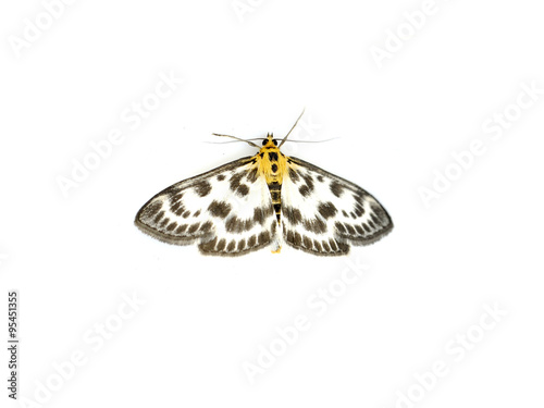 Small magpie moth on white background photo