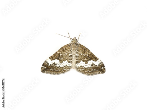 Φωτογραφία The Rivulet moth Perizoma affinitata on white background