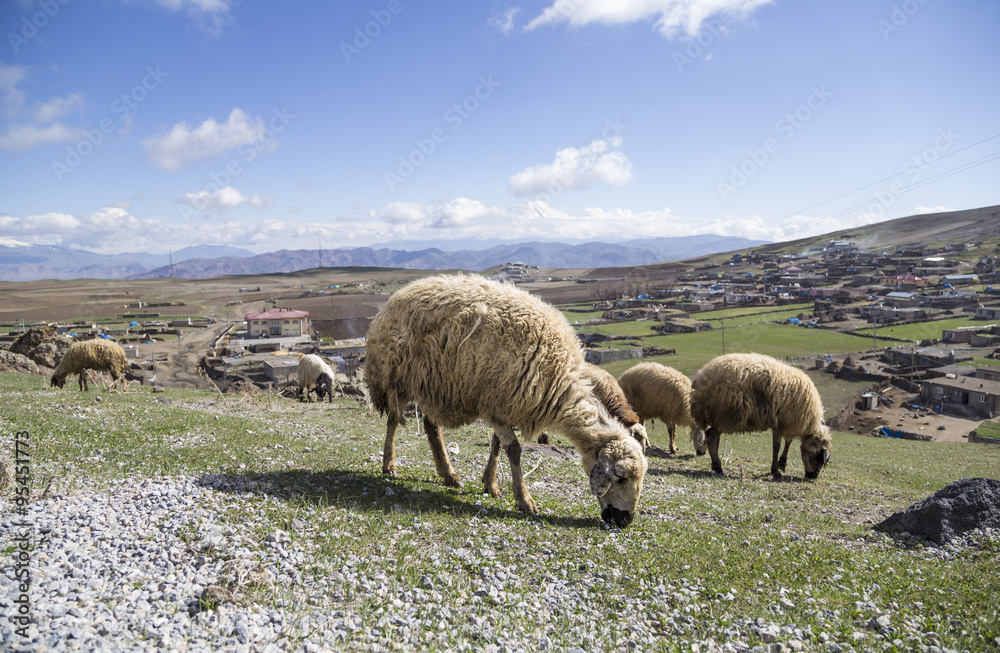 Obraz premium sheep (flocks) feeding on meadow