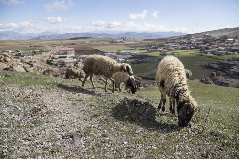 Fototapeta premium sheep (flocks) feeding on meadow