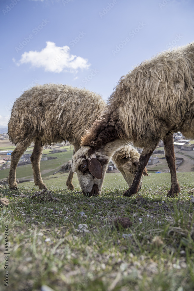 Obraz premium sheep (flocks) feeding on meadow