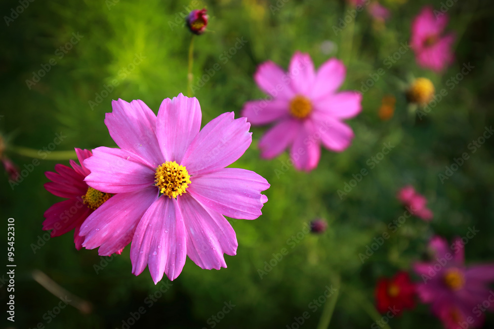 Pink wild cosmos flower field in rainforest