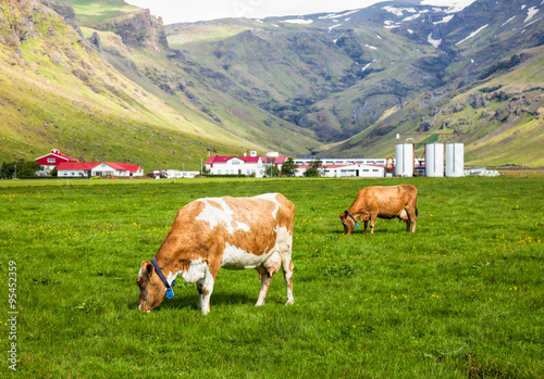 Brown Holstein cow grazing at pasture in Iceland with dairy farm in background