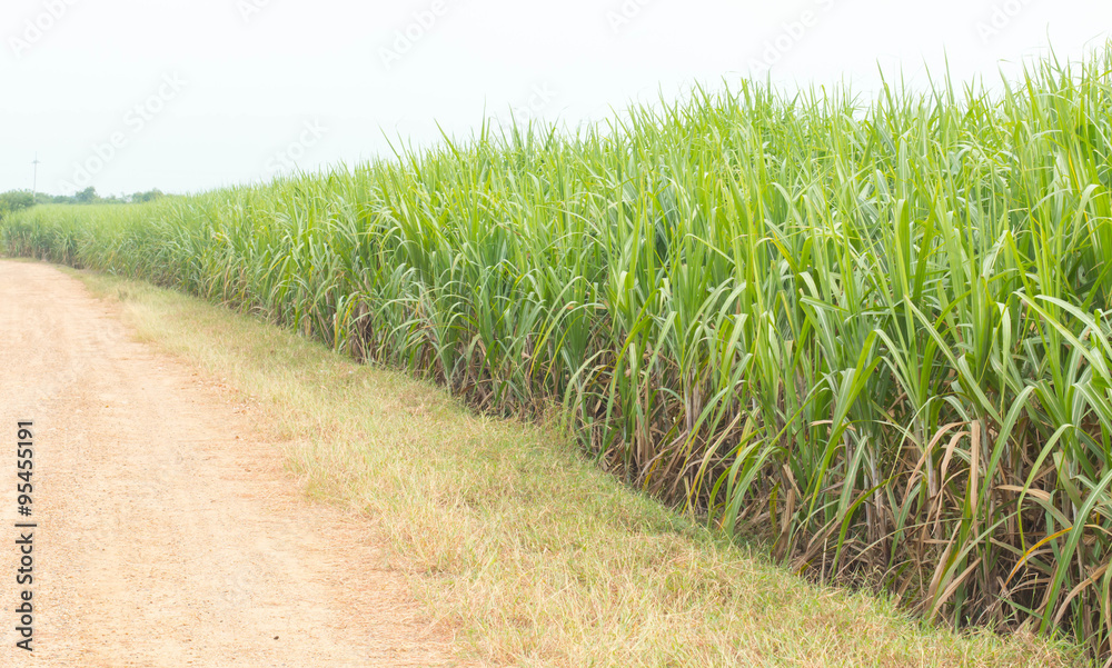 Sugarcane plants grow in field Sugarcane plants grow in field
