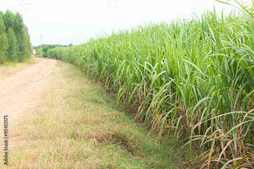 Sugarcane plants grow in field