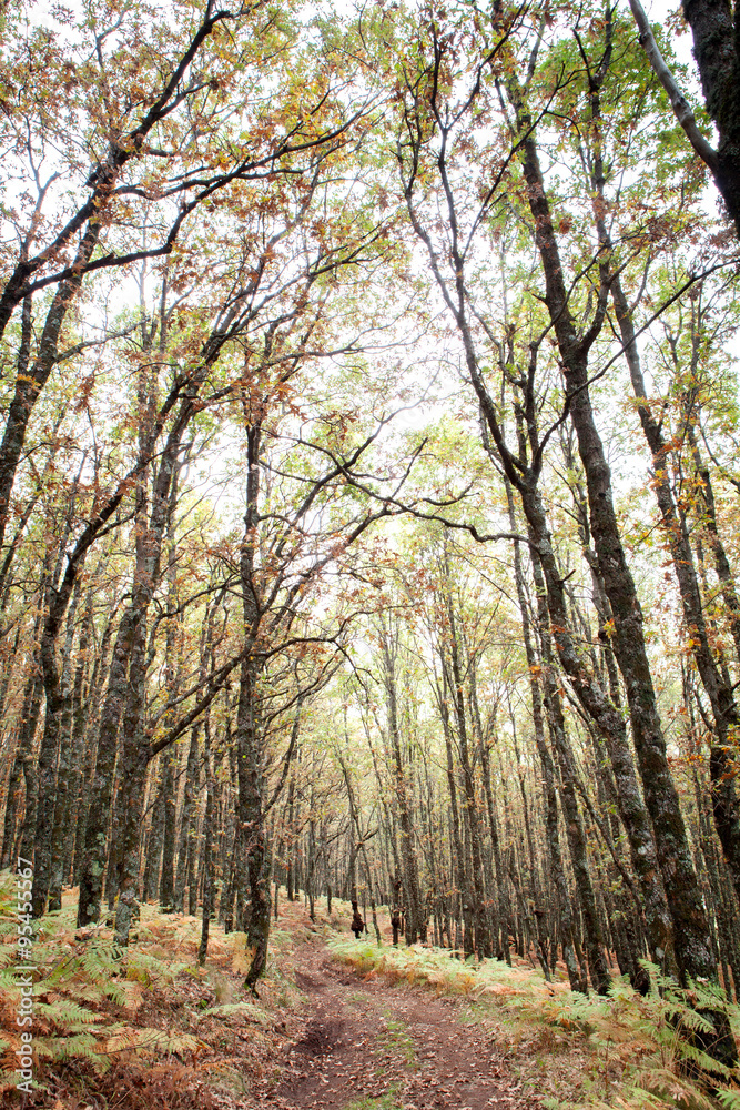 Obraz premium Tree full of leaves starting to turn yellow