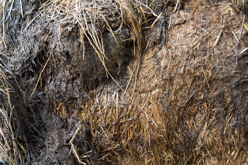 Background texture of dried grass, hay or straw
