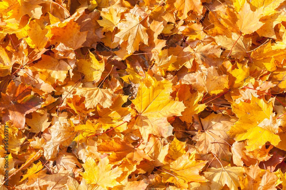 Dry autumnal leaves, natural background.
