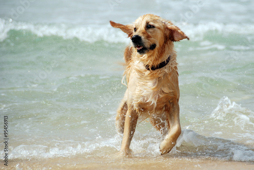 Dog running and playing at the sea. The Mediterranean. Israel.