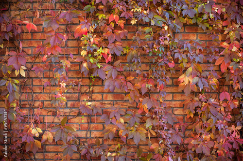 Autumn leaves on a brick wall 