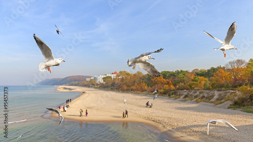 Flying birds above a beach.