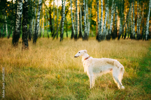 White Russian Dog, Borzoi, Hunting dog in Summer Sunset Sunrise 