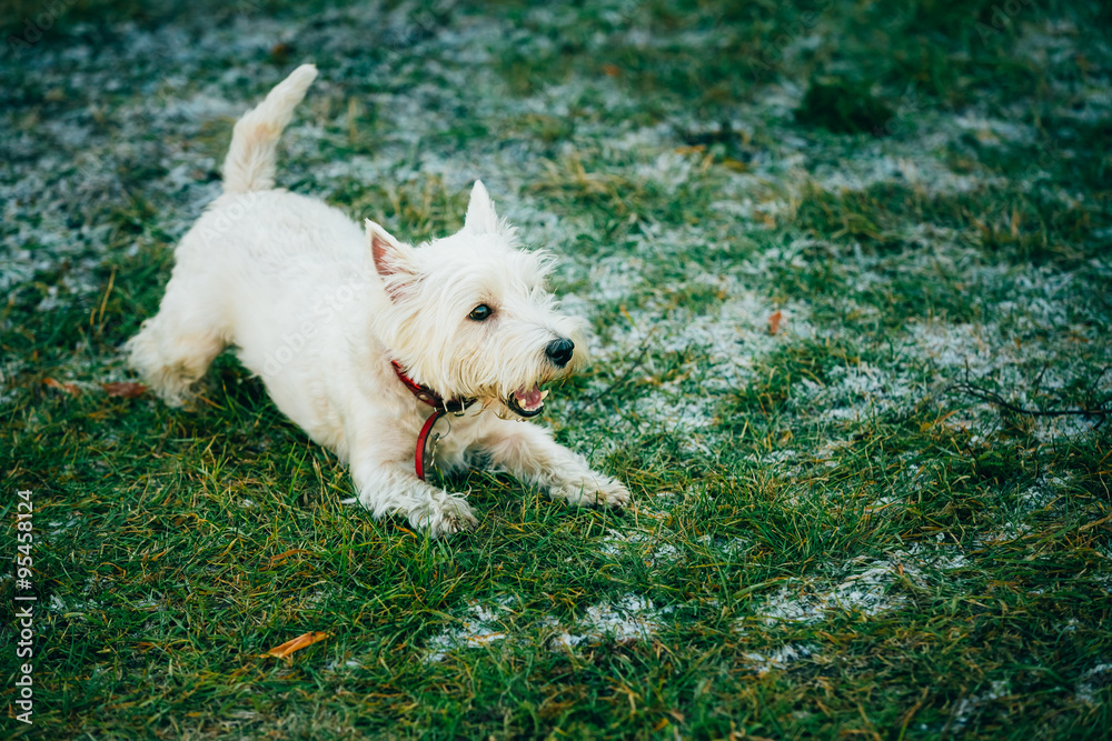 Small West Highland White Terrier - Westie, Westy Dog 