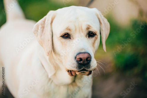 Close Up Adult White Labrador Dog