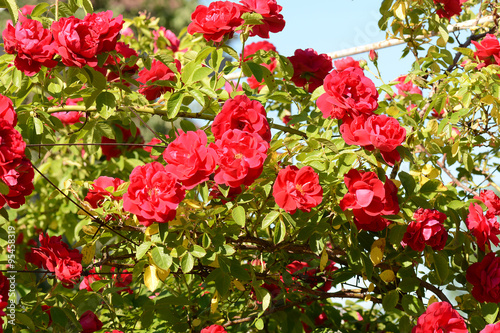 red rose in the garden © fotoscool