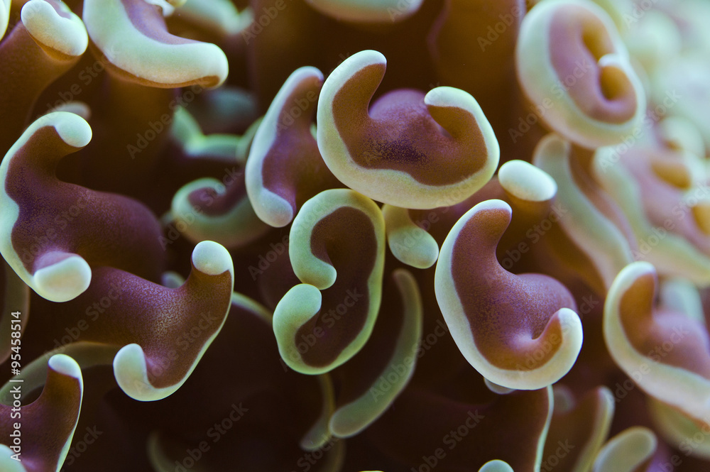 Fototapeta premium Hammer coral