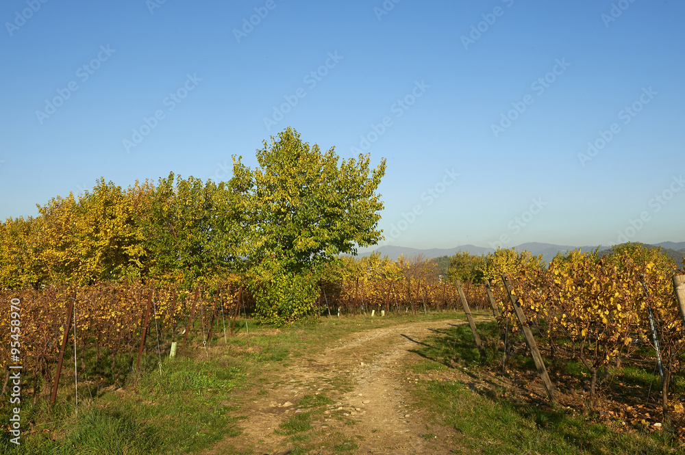Fototapeta premium vigne in autunno