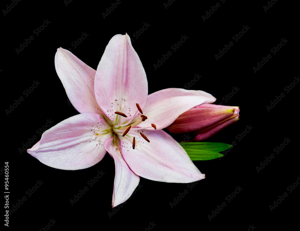 Obraz premium Pink lily