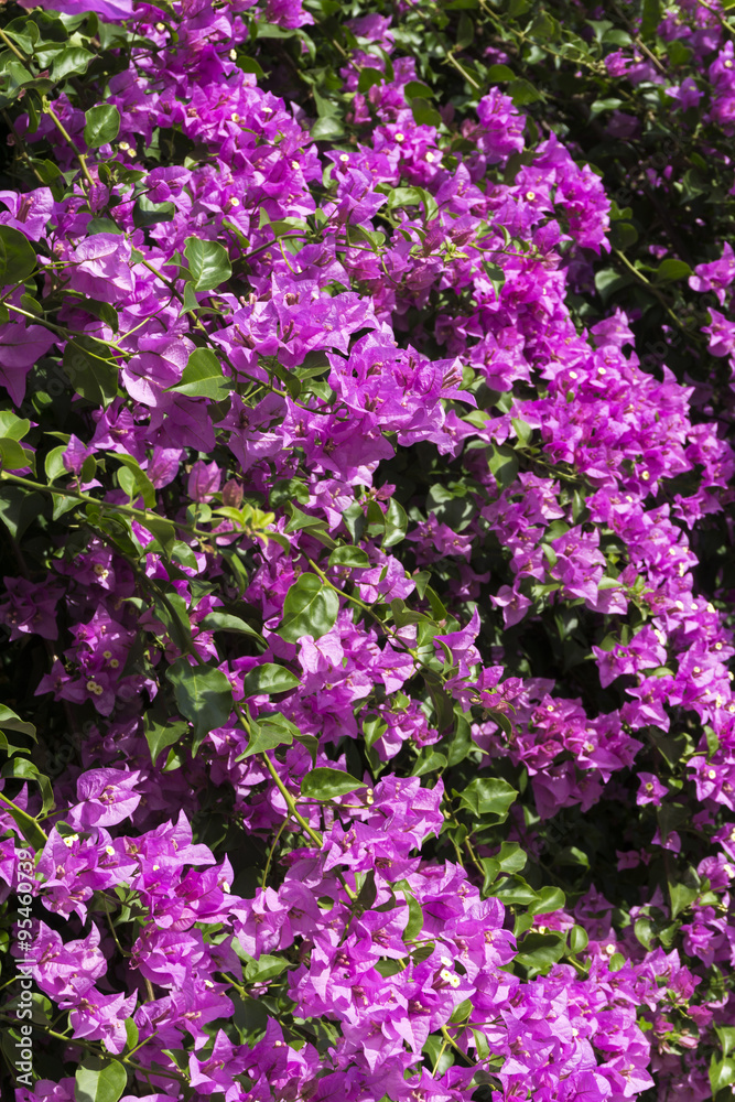 Awesome bougainvillea flowers of Bodrum Turkey Awesome bougainvillea flowers of Bodrum Turkey