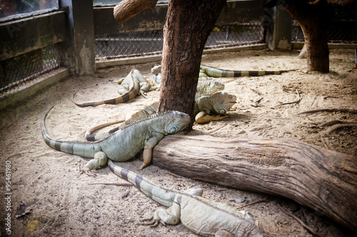 Rhinoceros Iguana in the zoo.