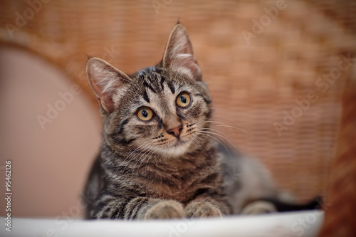 Portrait of a striped kitten on a wicker chair