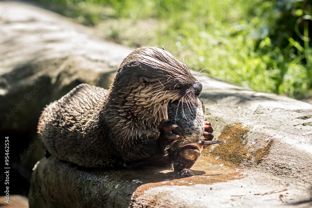 Obraz premium otter (Lontra canadensis) caught fish and eat his on the shore