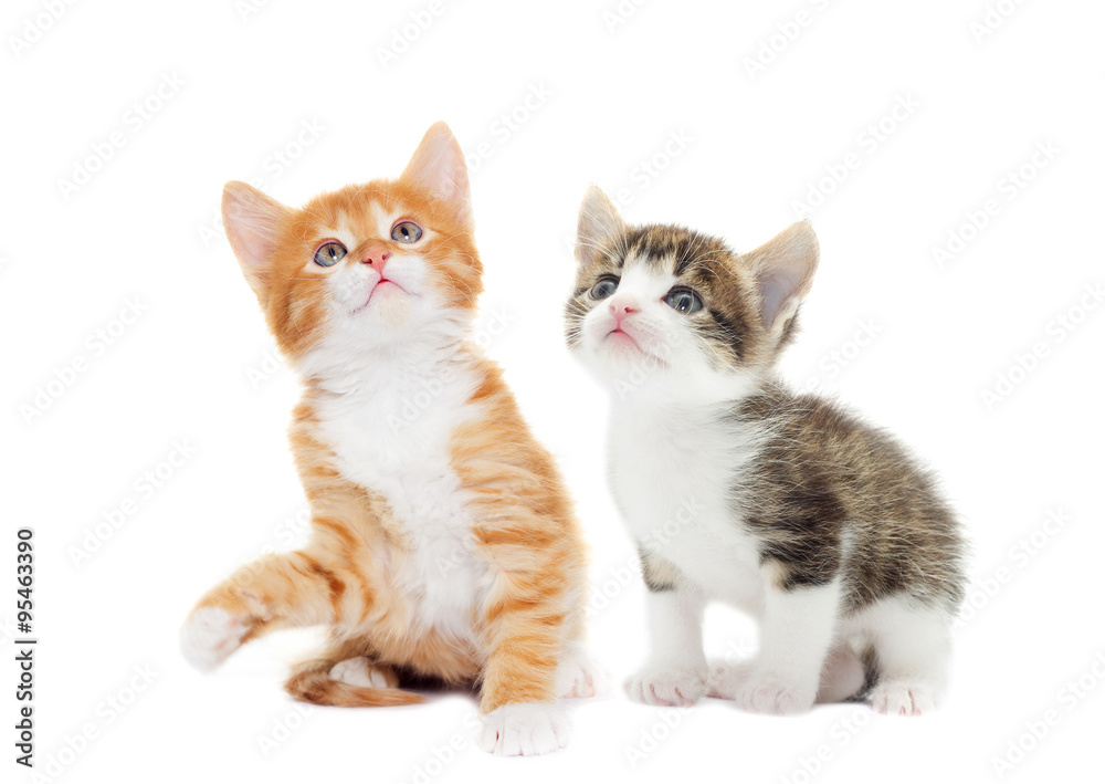 kitten looking up on a white background