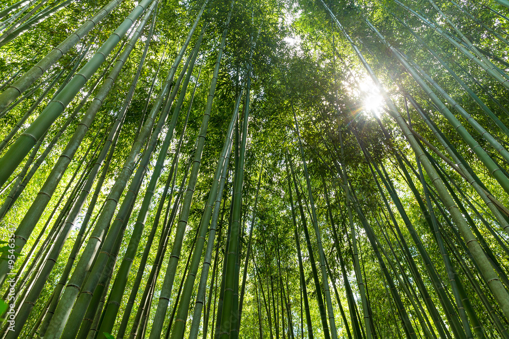 Bamboo forest