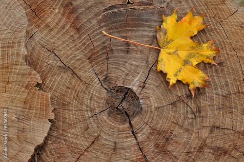 Fotografie yellow leaf on a felled tree stump/yellow leaf on a felled tree stump - section