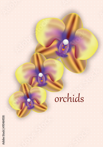 Orchideen Bunt