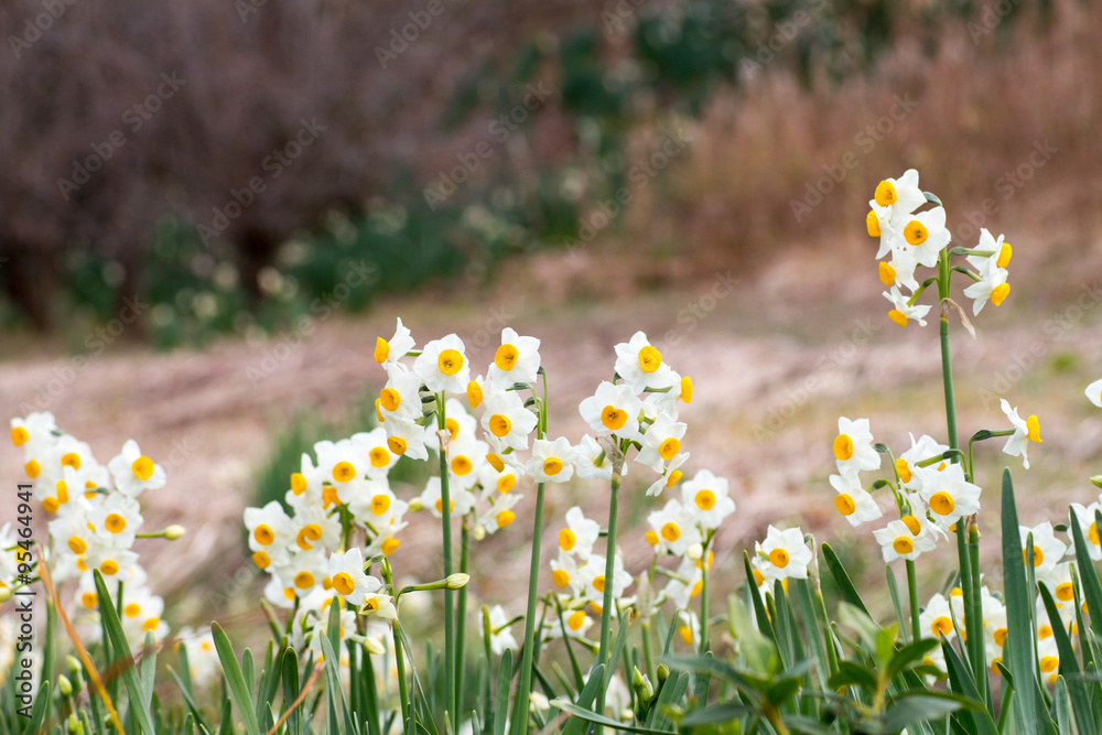 Fototapeta premium 水仙