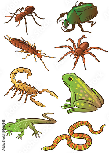 Insects and Amphibian vector illustrations