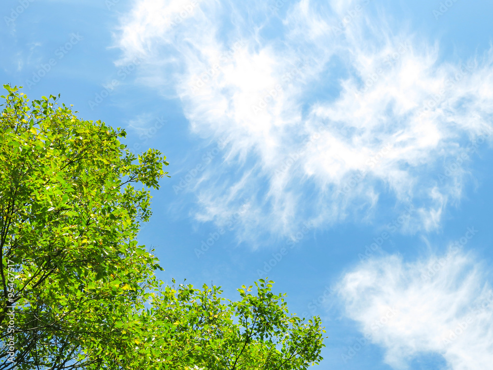 Obraz premium 木々の緑と青空