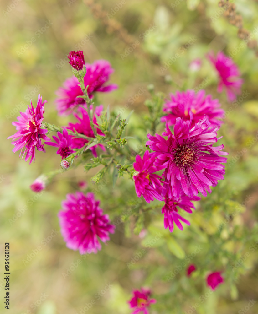 aster flower in the garden aster flower in the garden