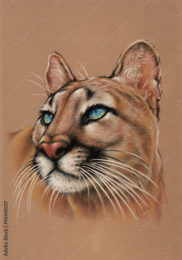 Puma, cougar painting Stock Illustration | Adobe Stock