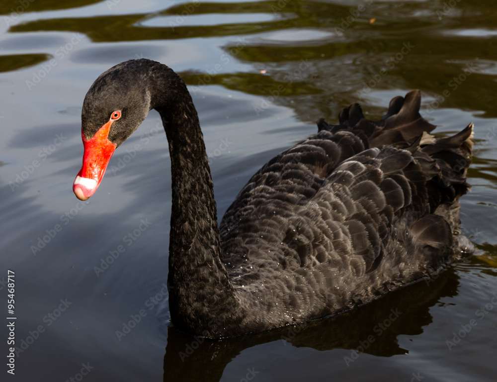 The black swan (Cygnus atratus) in a lake The black swan (Cygnus atratus) in a lake