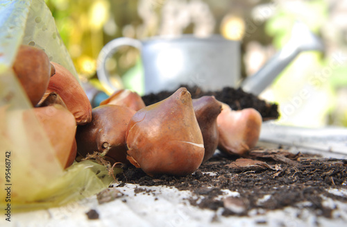 bulbes de tulipe sur table de jardin