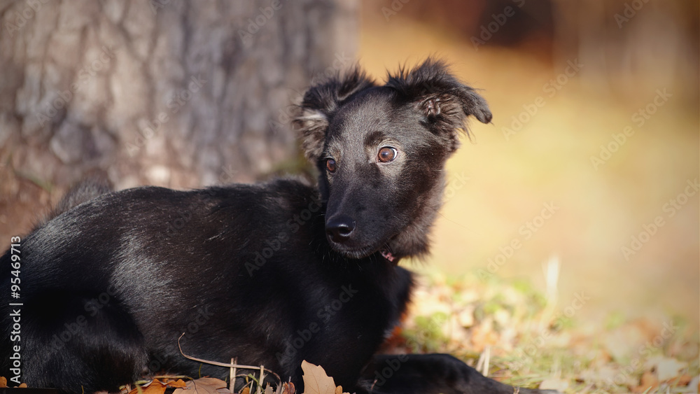 Fototapeta premium Portrait of a black mongrel puppy