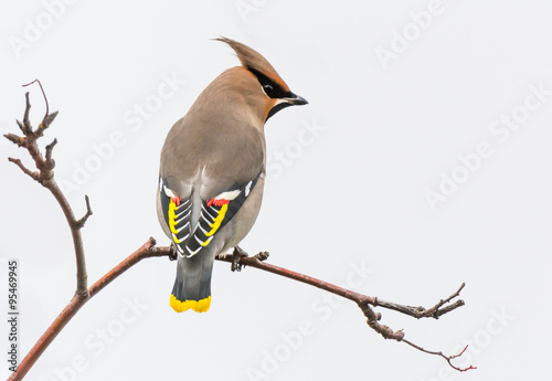 Waxwing