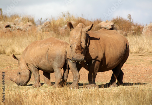 The white rhinoceros or square-lipped rhinoceros (Ceratotherium simum) with calf in a national park reserve in South Africa