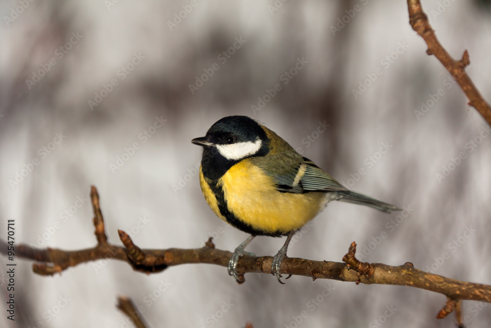 Fototapeta premium Great tit (parus major) sitting on a branch in winter