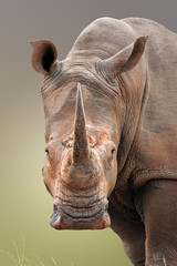 Fototapete Nashorn Breitmaulnashorn-Porträt  © JohanSwanepoel