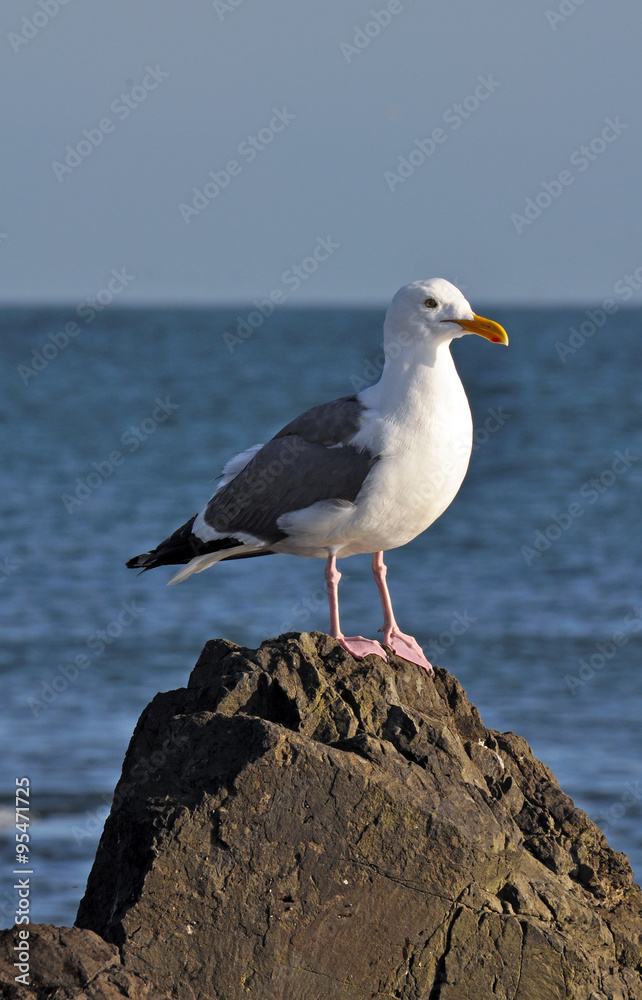 Fototapeta premium Seagull on rock