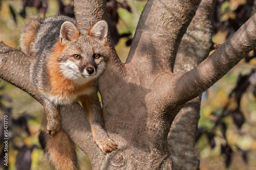 Grey Fox (Urocyon cinereoargenteus) Hangs Out in Tree