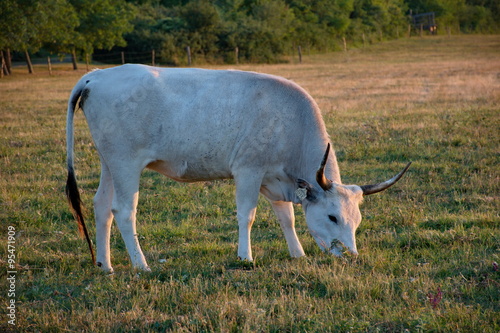 Fototapeta Naklejka Na Ścianę i Meble -  White cow with big horns in the sunset
