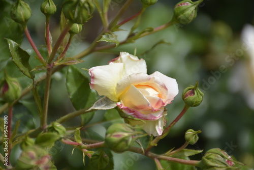 Amazing roses at Araucano Park in Santiago  Chile