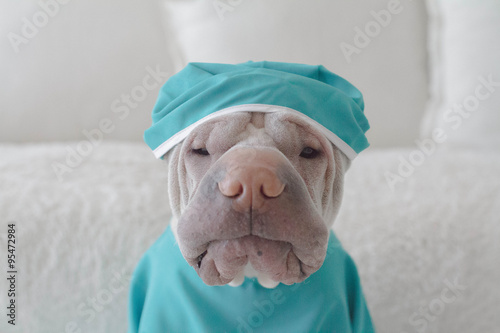 Portrait of a shar pei dog dressed in medical scrubs photo