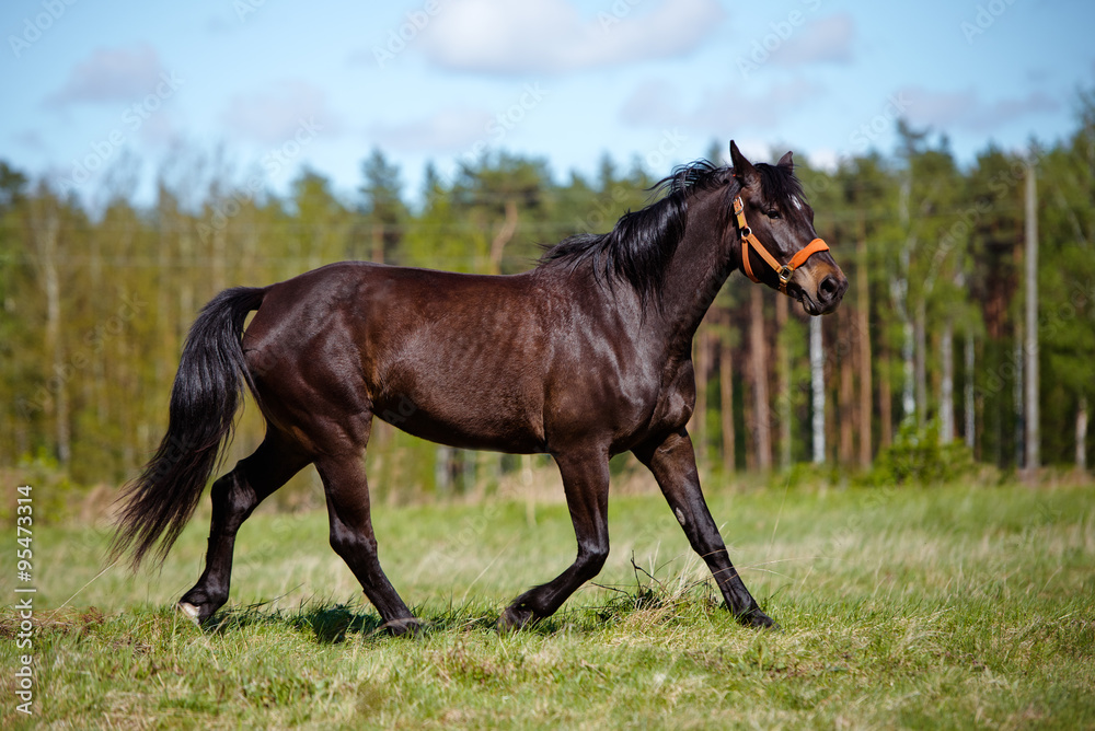 beautiful horse running outdoors