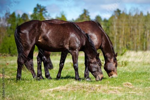 two horses eating grass